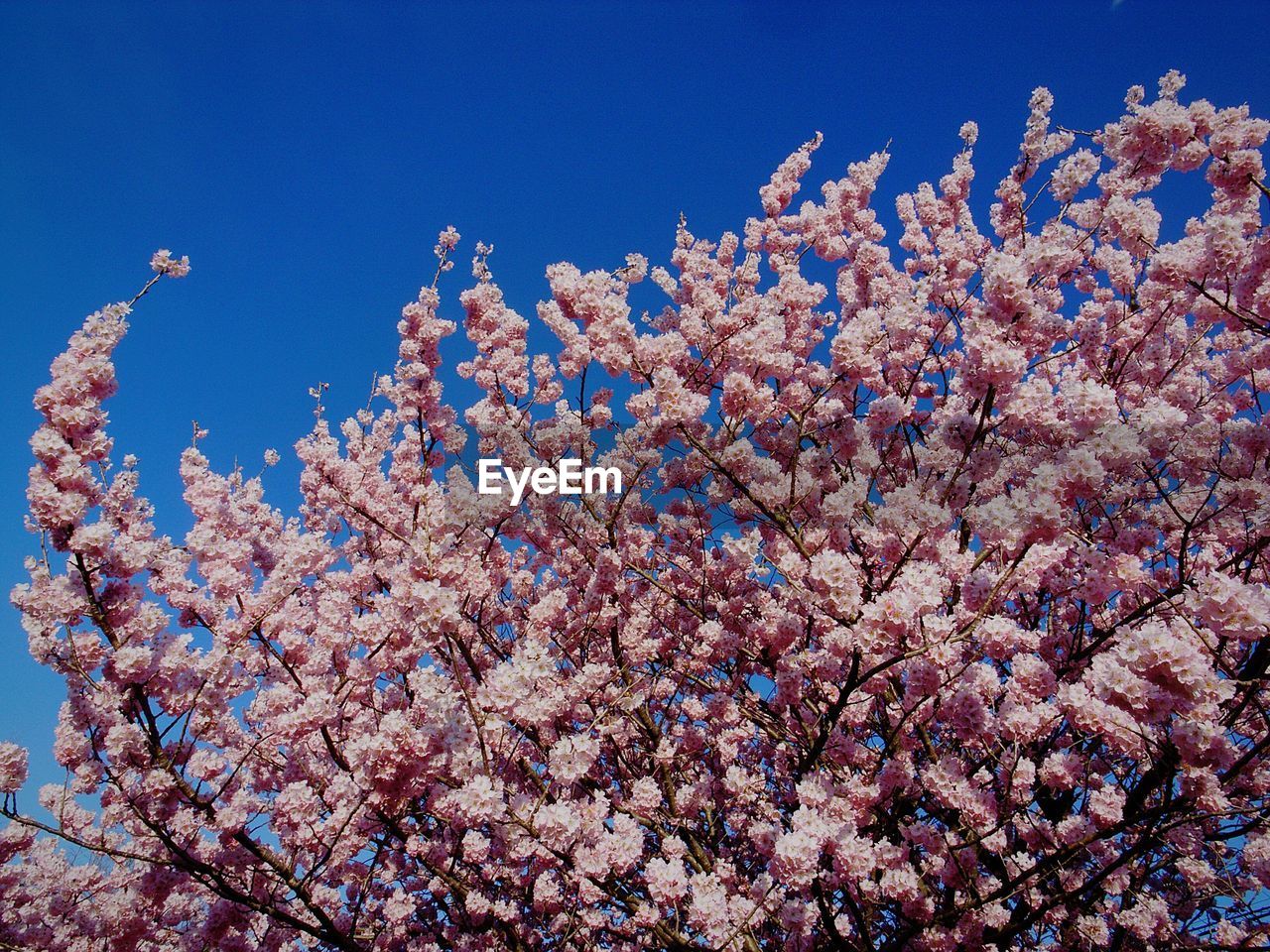 LOW ANGLE VIEW OF FLOWER TREE AGAINST BLUE SKY