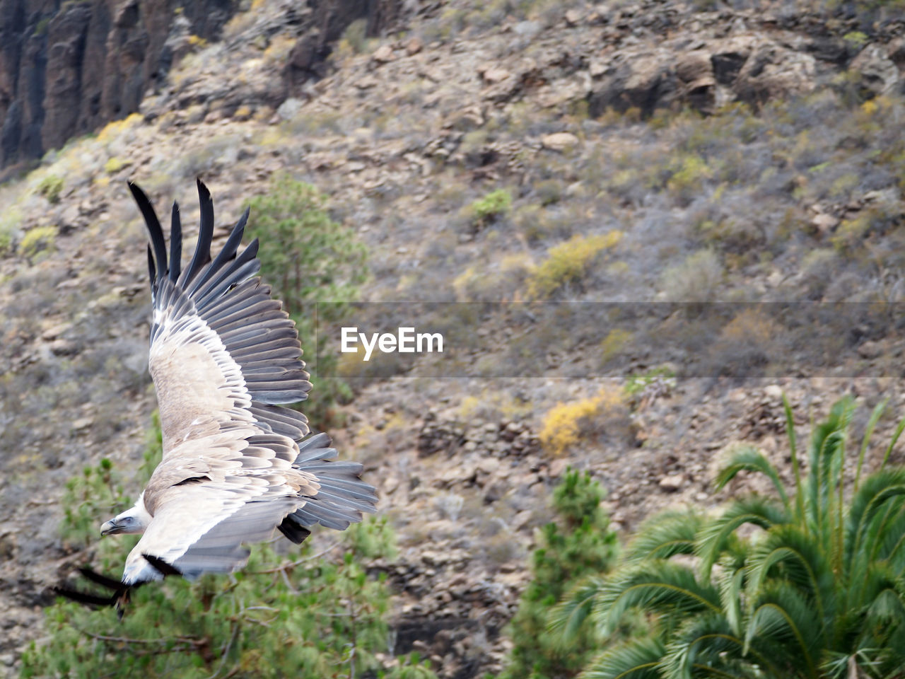 High angle view of bird flying over mountain