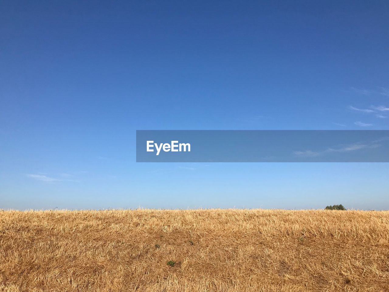 FIELD AGAINST SKY