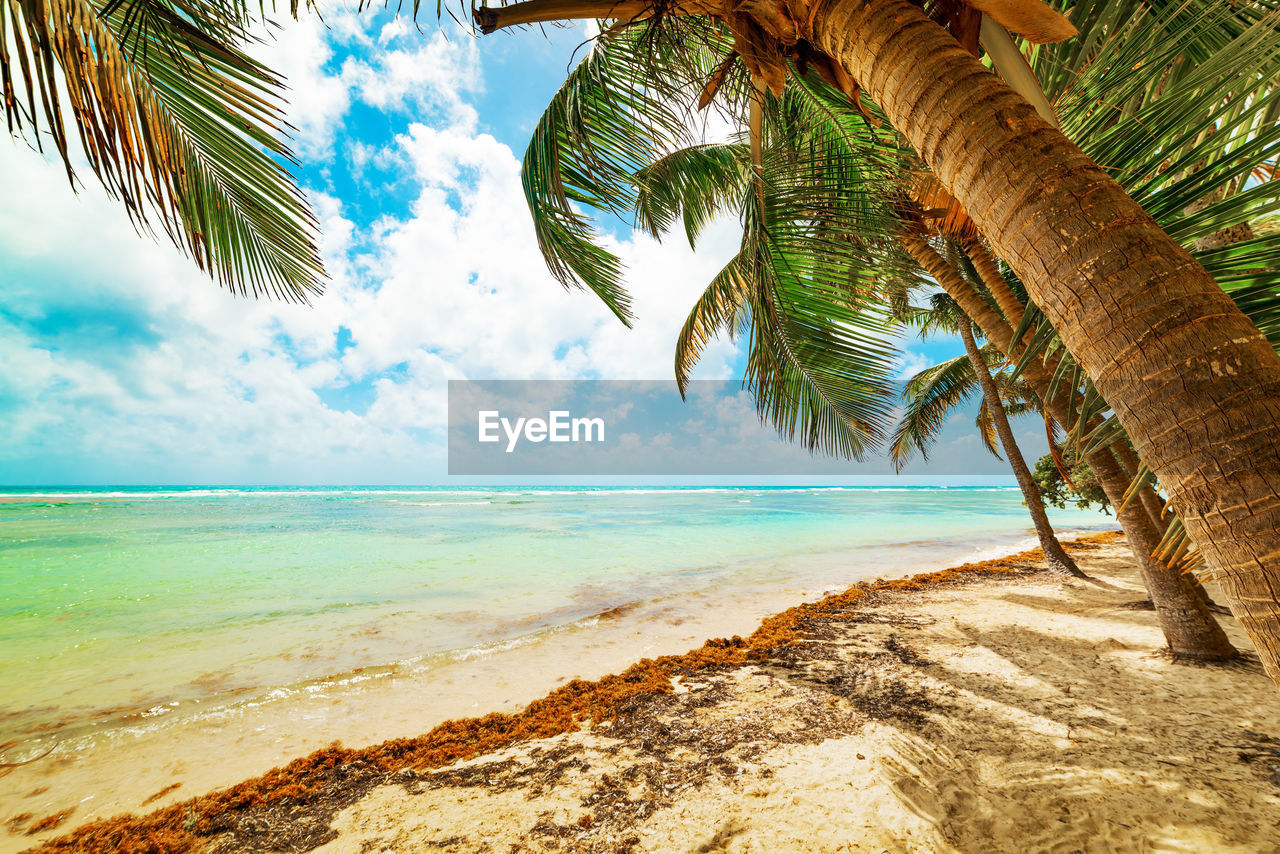 SCENIC VIEW OF PALM TREES ON BEACH