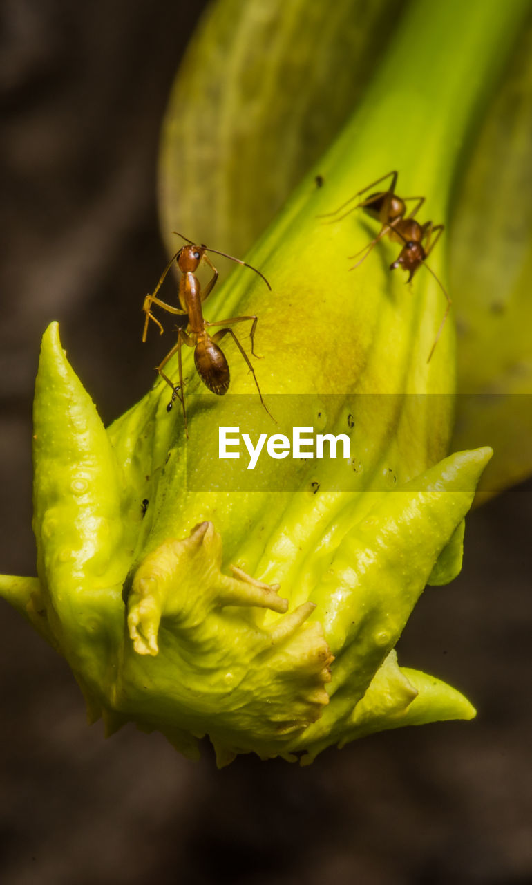 Close-up of insect on flower ant