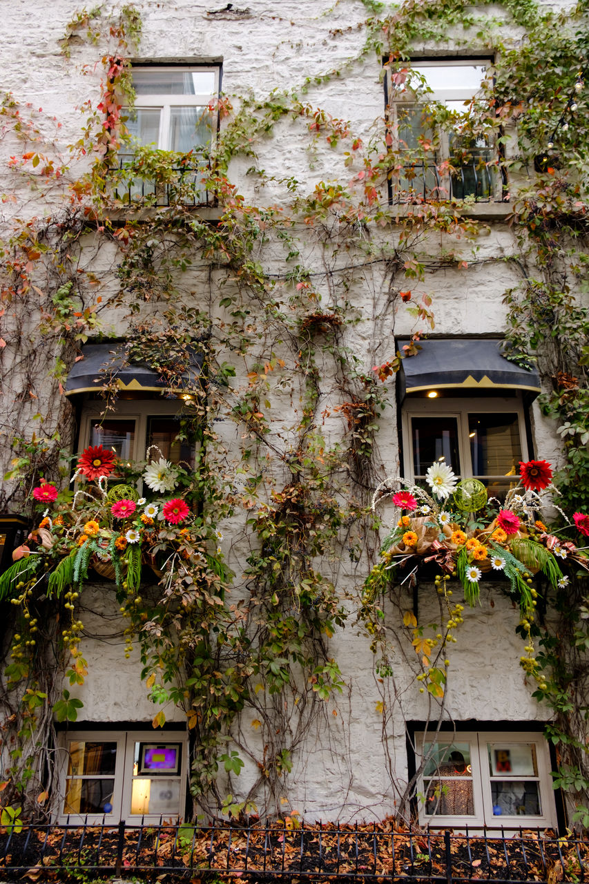 POTTED PLANT ON HOUSE WINDOW