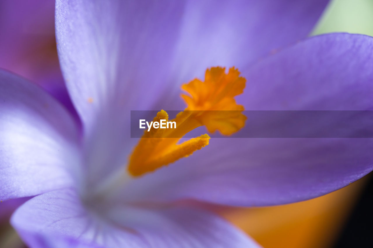 Close-up of purple crocus flower