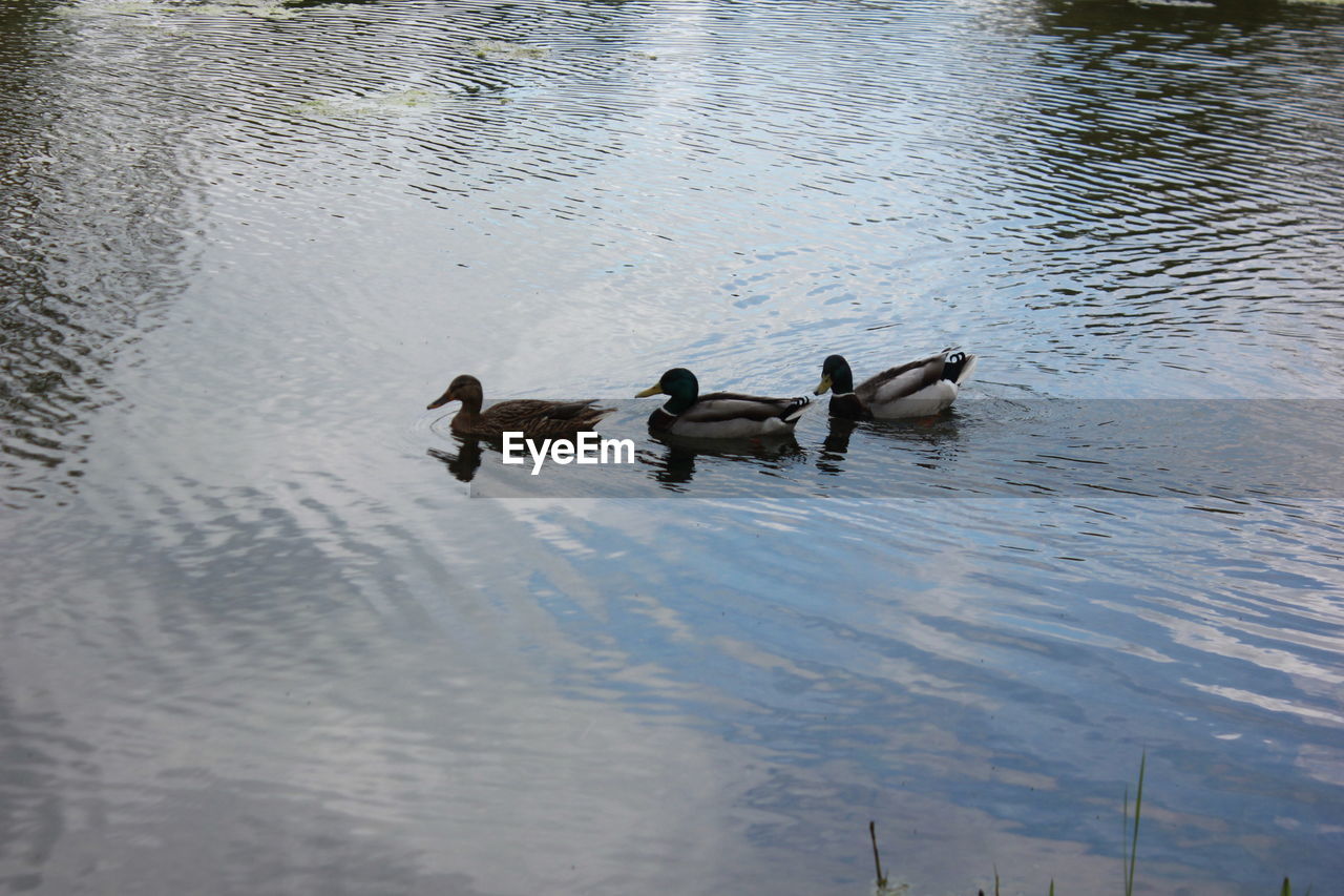 MALLARD DUCKS SWIMMING ON LAKE