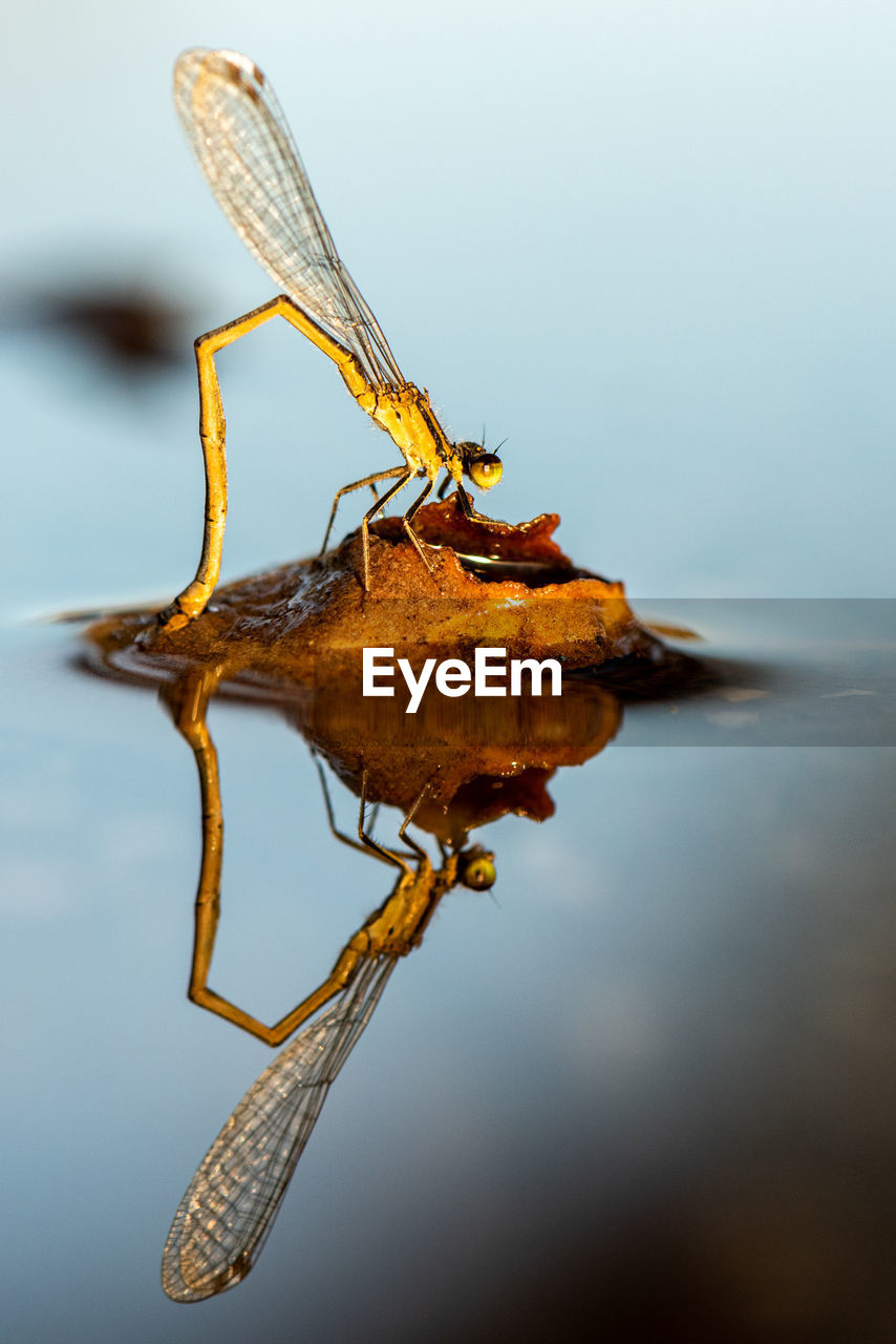 macro photography, insect, animal themes, animal, close-up, water, one animal, animal wildlife, yellow, reflection, nature, no people, wildlife, animal body part, studio shot, animal wing, leaf, outdoors, focus on foreground, side view