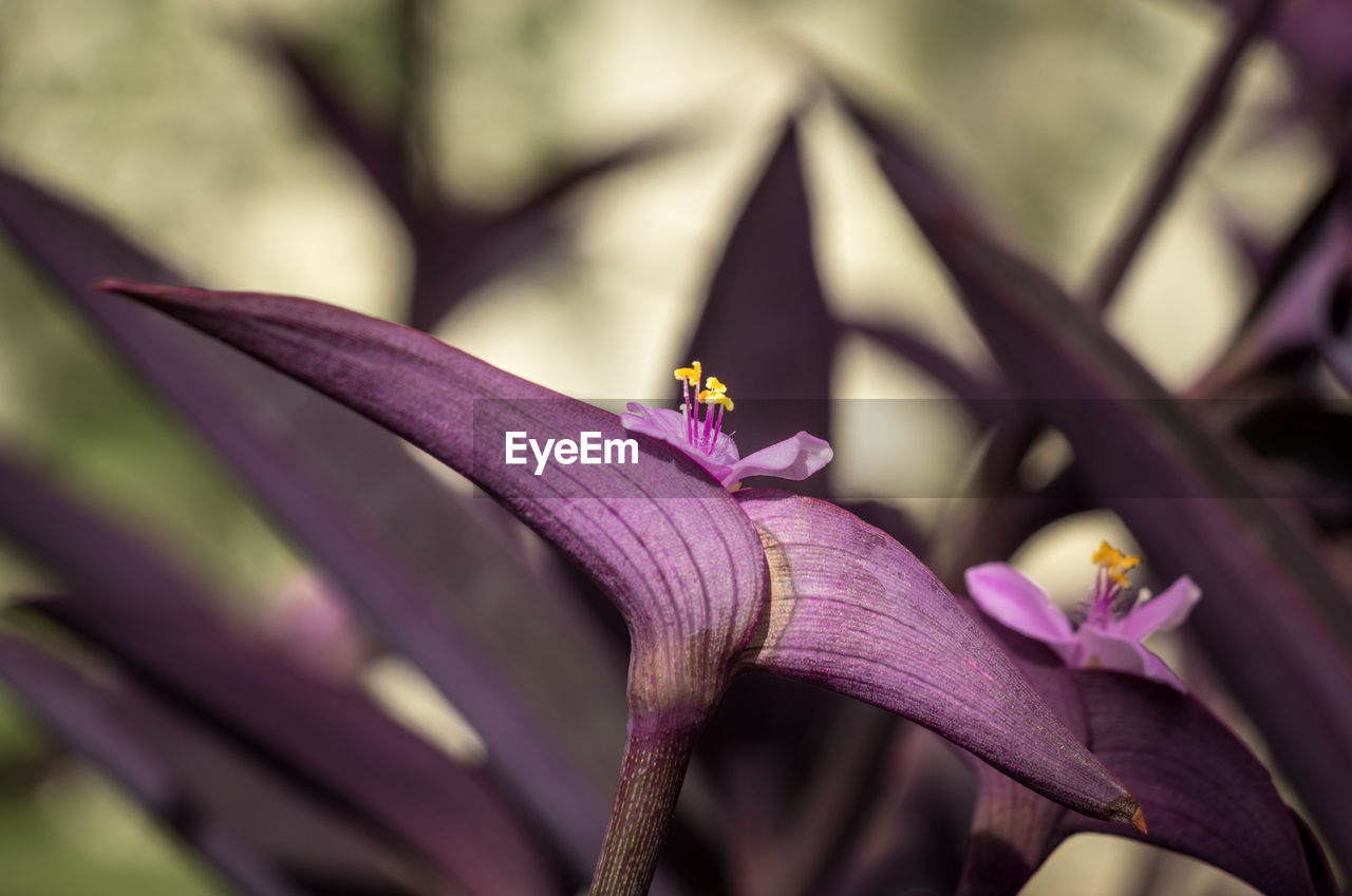 CLOSE-UP OF FRESH PINK PURPLE FLOWER