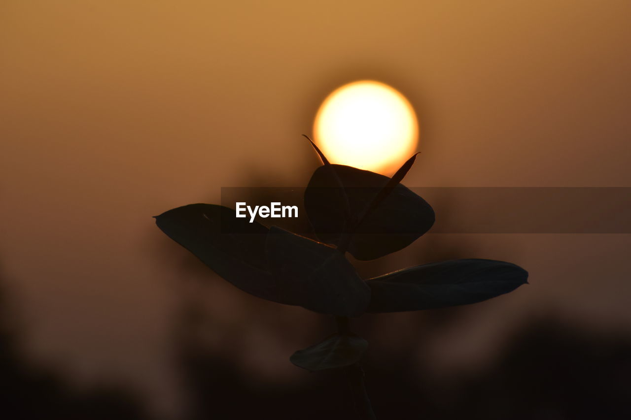 Close-up of orange flower against sky during sunset