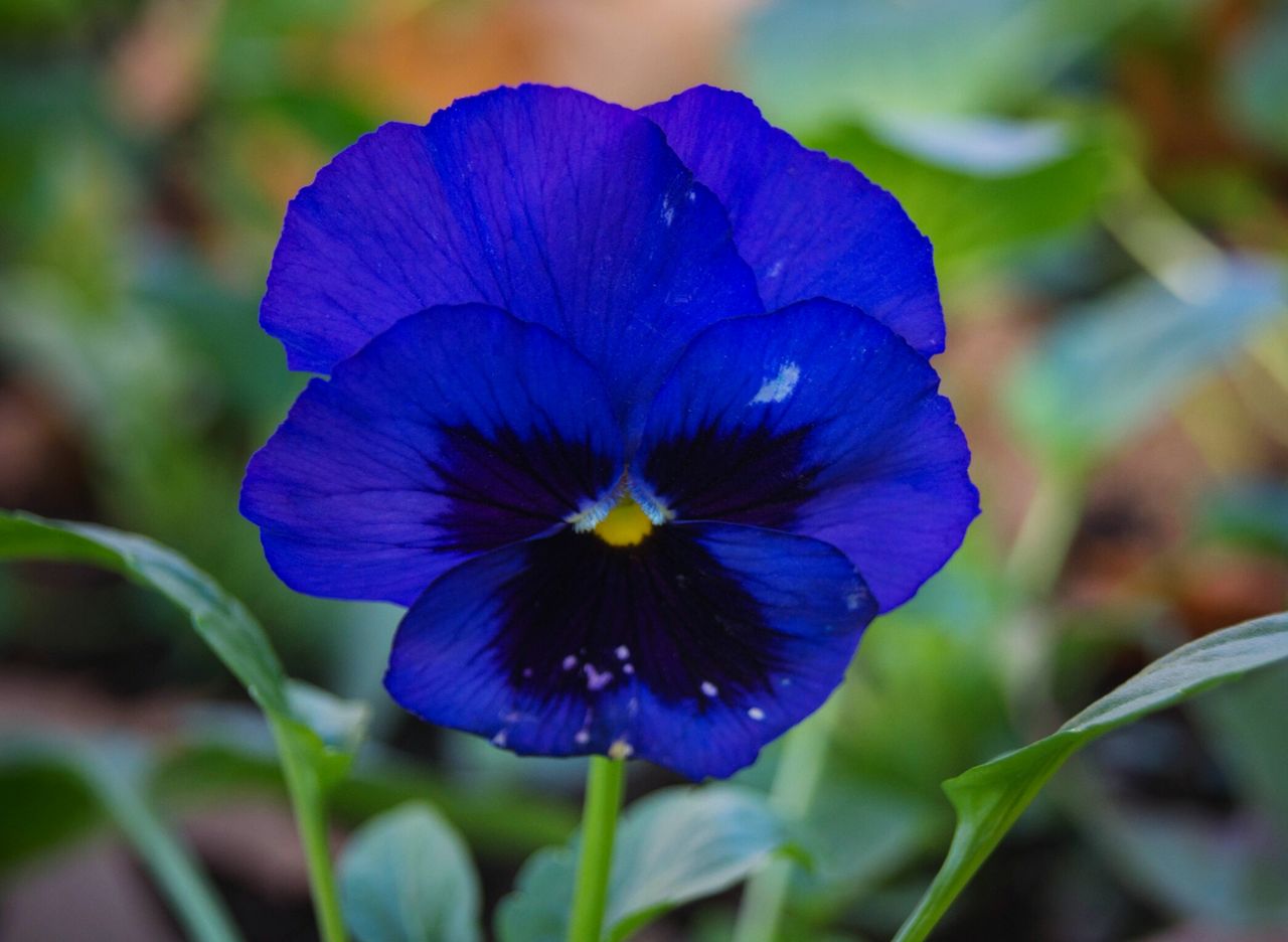 Close-up of blue flower blooming in park