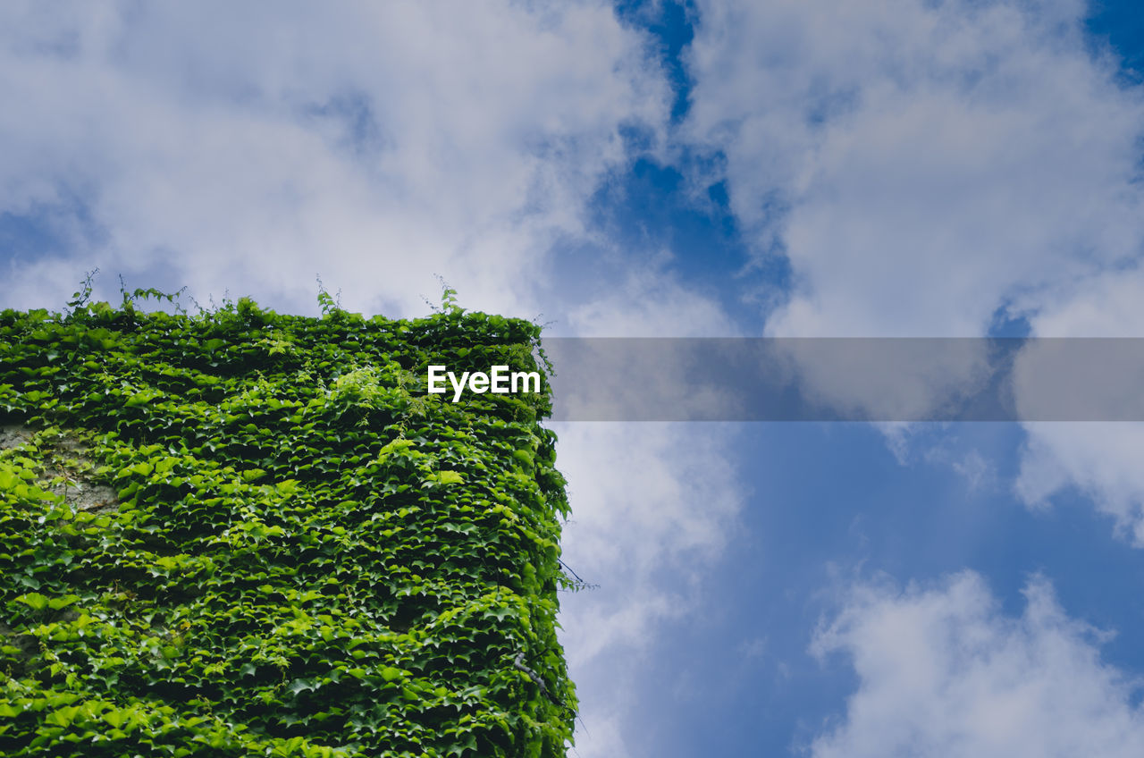 LOW ANGLE VIEW OF PLANTS AGAINST SKY