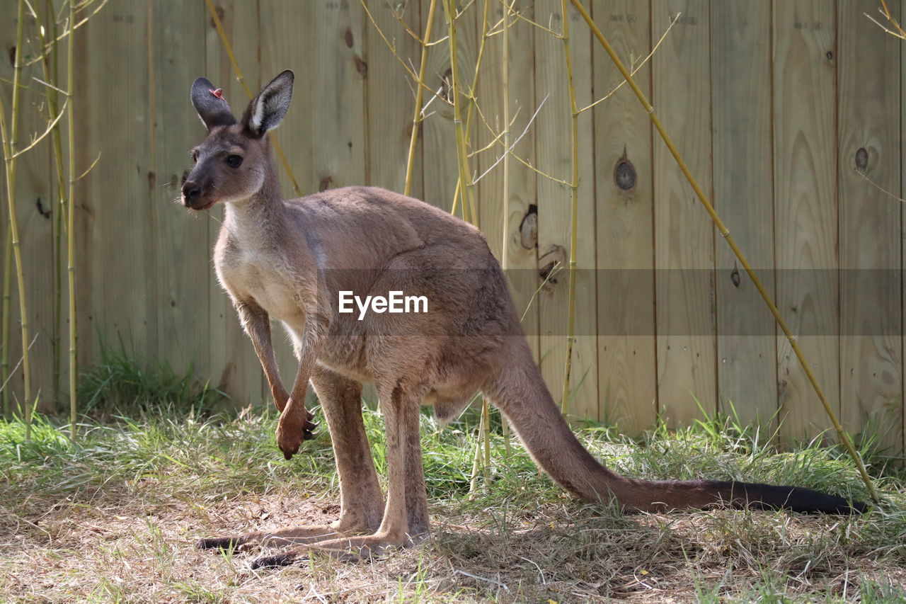 DEER STANDING ON A FIELD