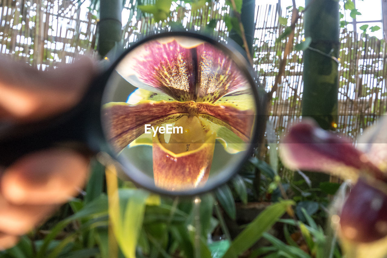 Cropped image of hand holding magnifying glass by flower in park