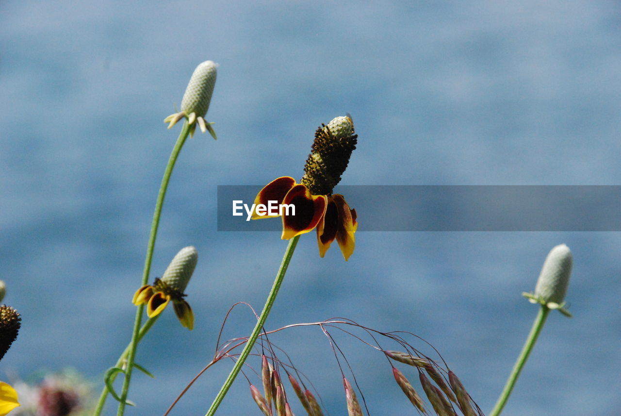 Close-up of flowering plant