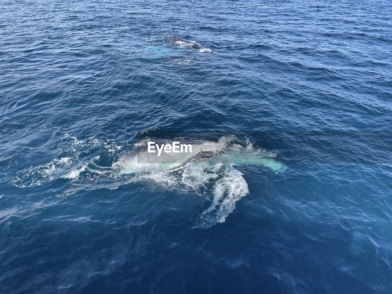 HIGH ANGLE VIEW OF CRAB SWIMMING IN SEA