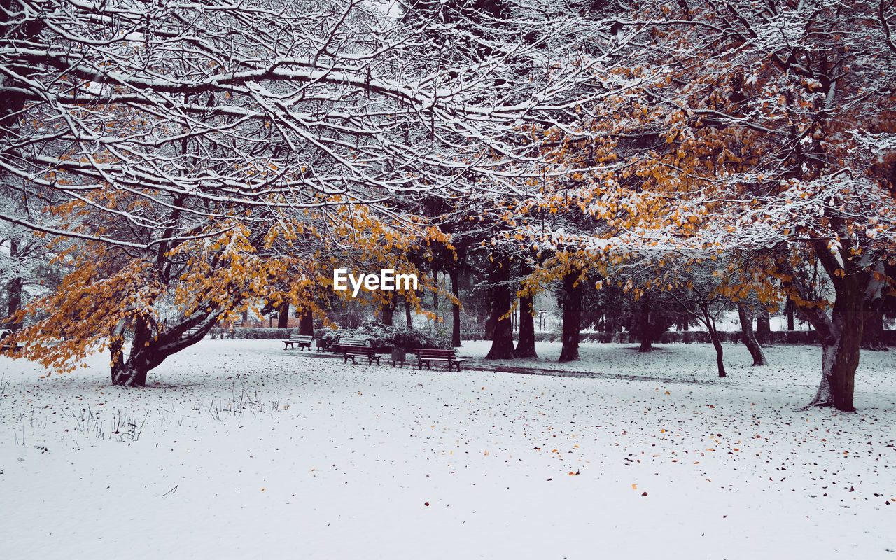 Trees on snow covered landscape during autumn