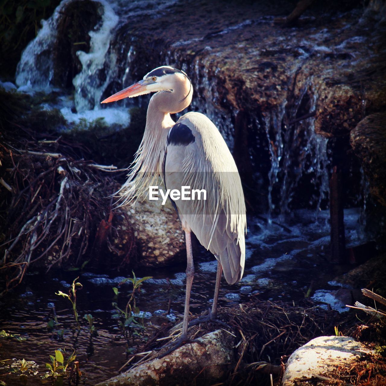 Close-up of gray heron on rock against waterfall