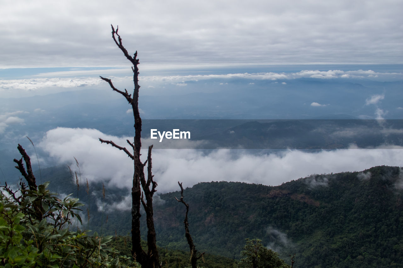 TREES ON MOUNTAIN AGAINST CLOUDY SKY