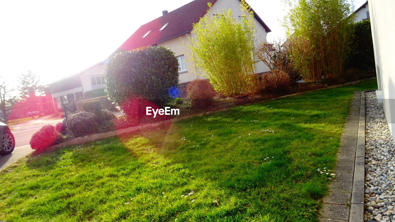 HOUSES AND PLANTS IN LAWN