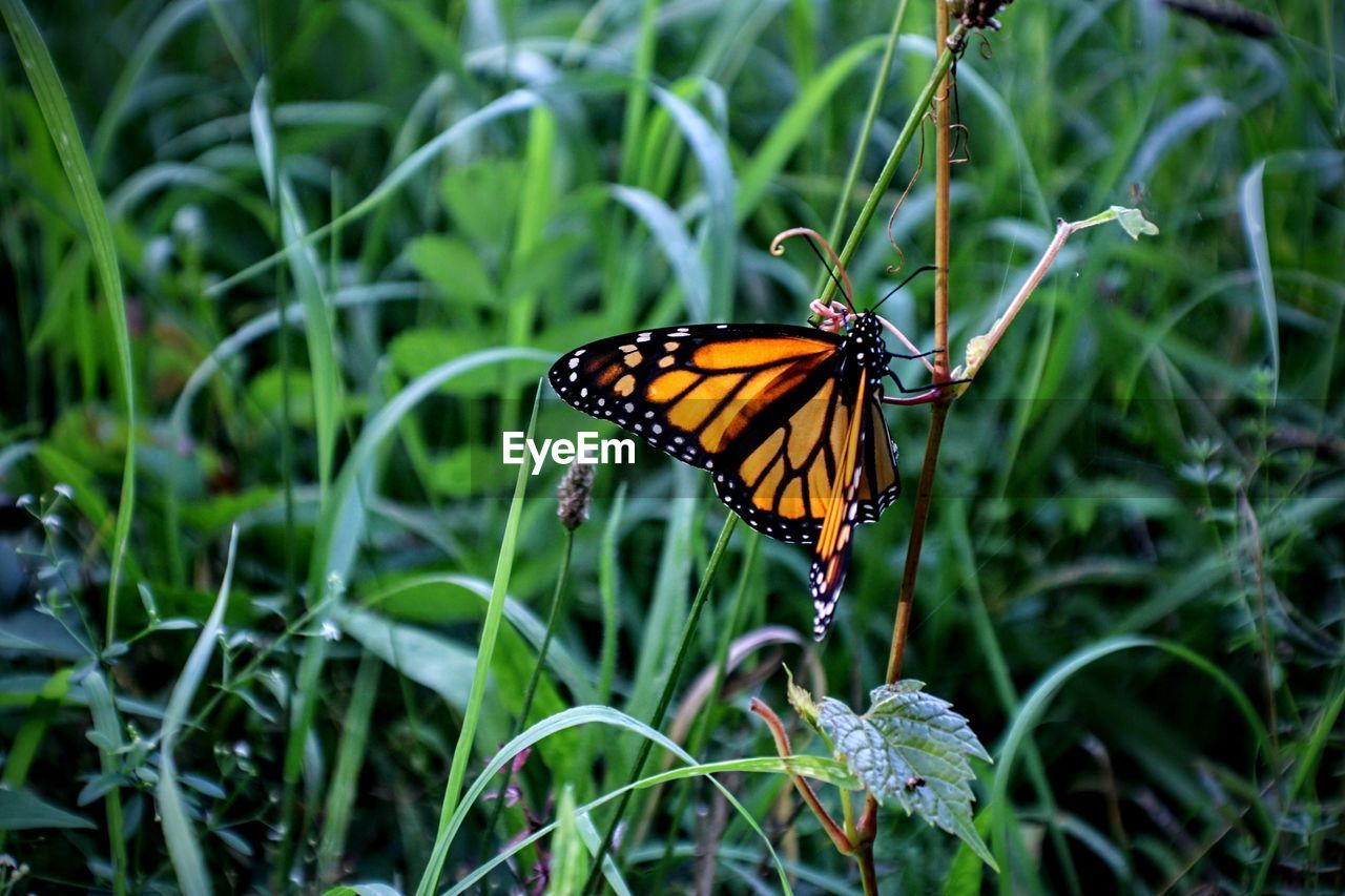 CLOSE-UP OF BUTTERFLY ON FLOWER