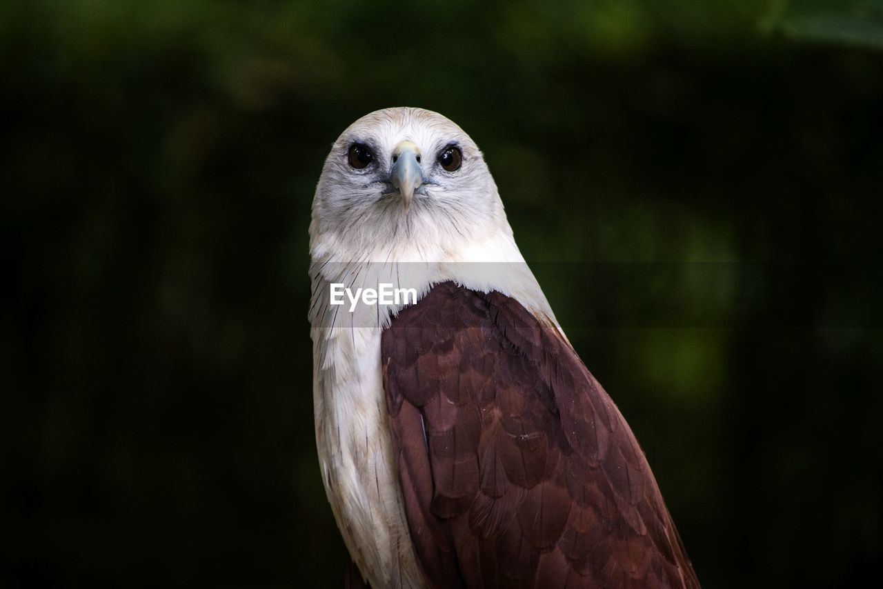 Close-up portrait of eagle perching outdoors