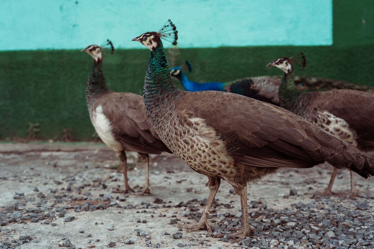 CLOSE-UP OF DUCKS ON FIELD