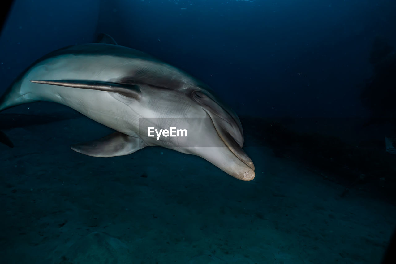 One dolphin swimming in the red sea, eilat israel a.e