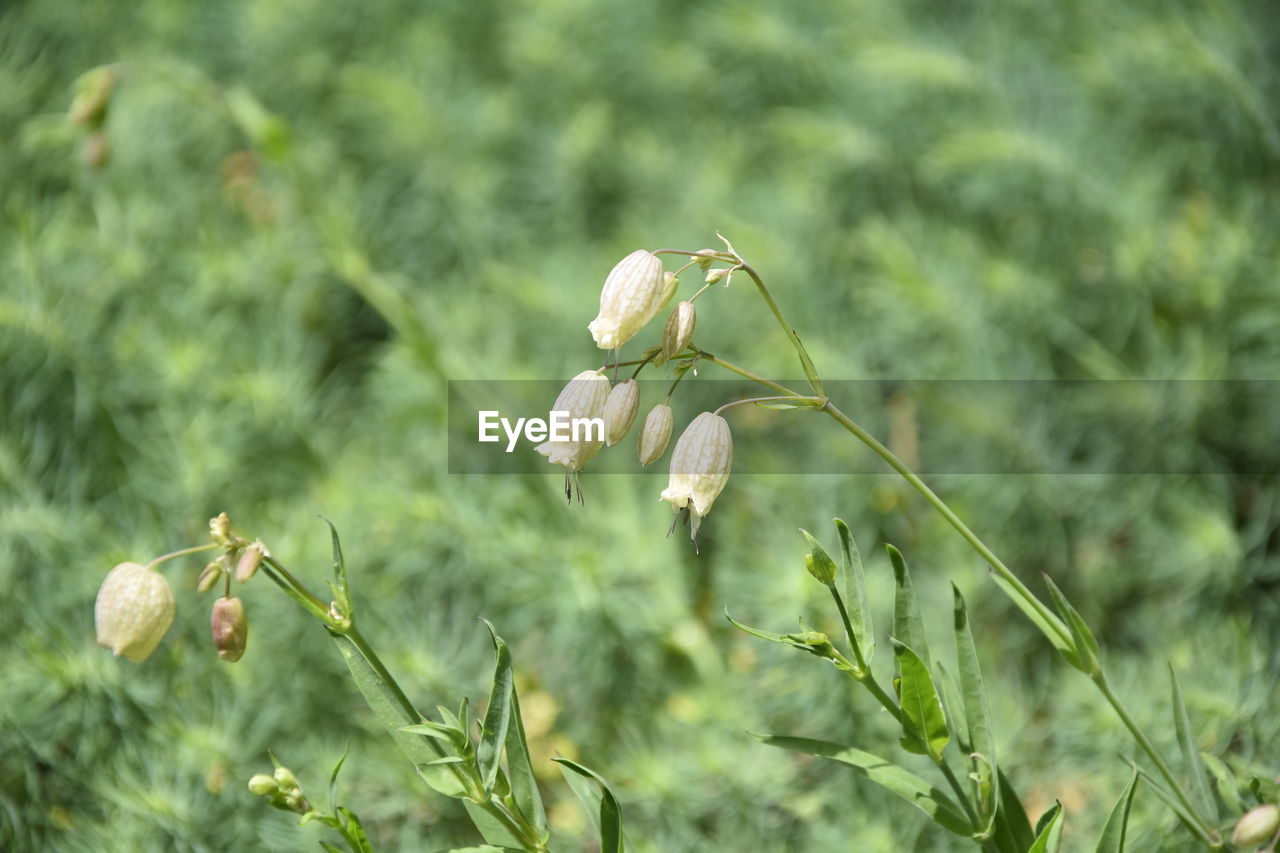 Close-up of flowers blooming outdoors