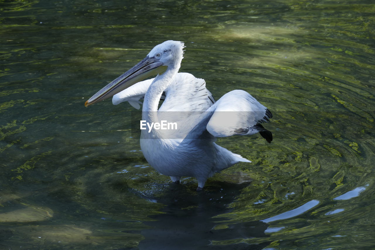 HIGH ANGLE VIEW OF WHITE DUCK IN LAKE