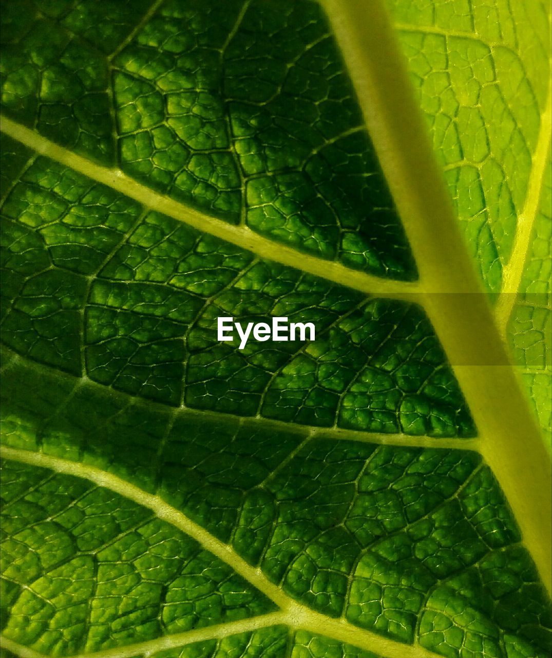 MACRO SHOT OF FRESH GREEN LEAVES