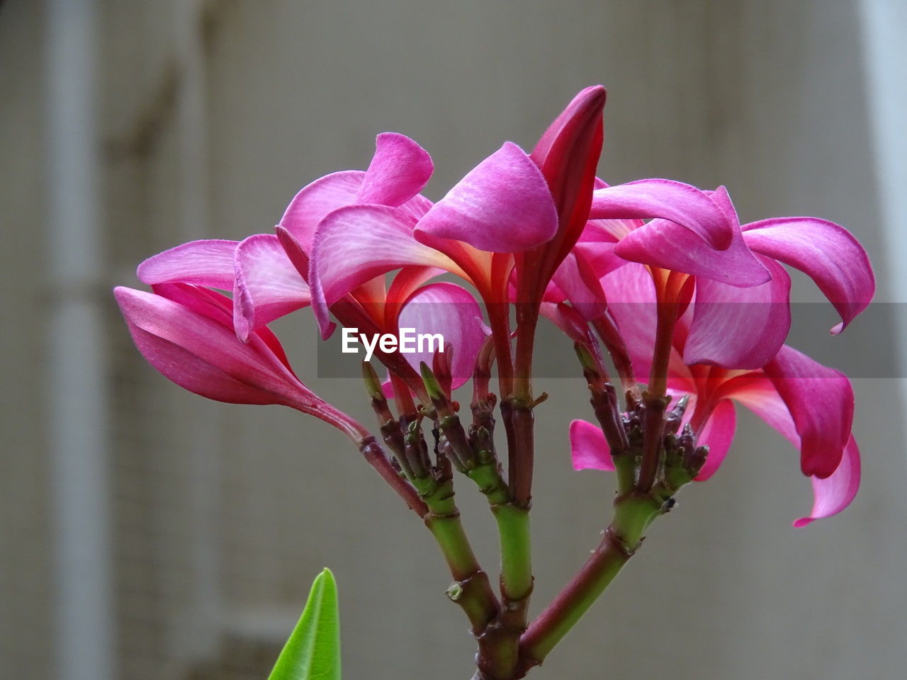 flower, flowering plant, plant, beauty in nature, freshness, pink, close-up, petal, fragility, macro photography, nature, flower head, inflorescence, focus on foreground, growth, no people, blossom, plant stem, outdoors, magenta, orchid, springtime, red, day, botany, bud