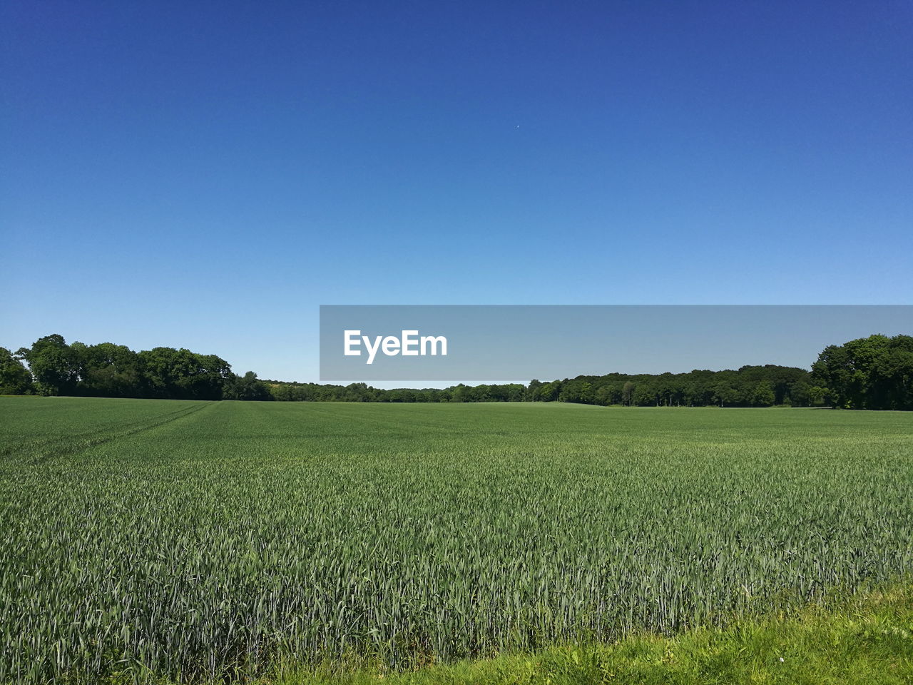 Scenic view of agricultural field against clear blue sky