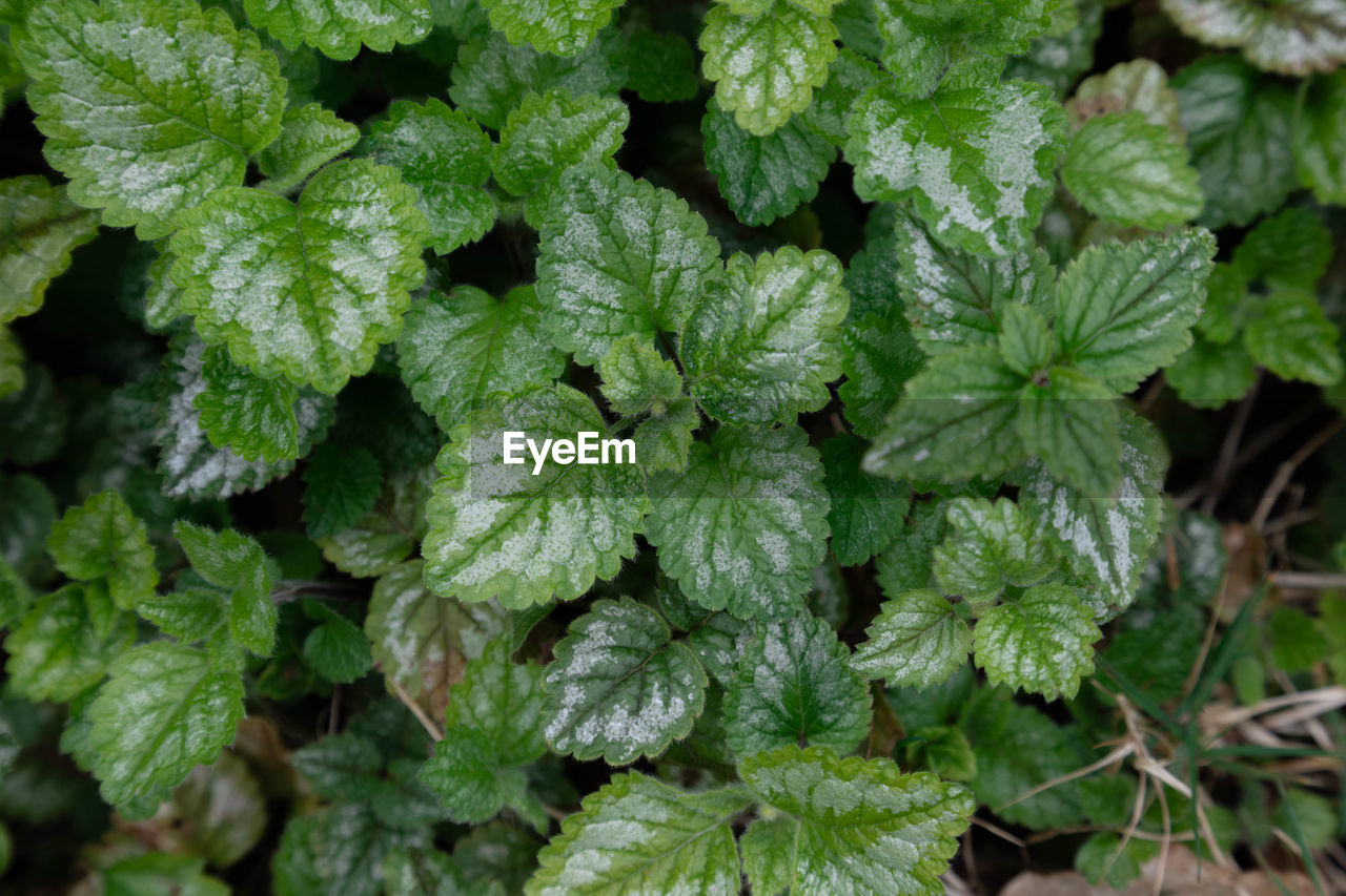 plant, green, leaf, plant part, food and drink, food, nature, growth, flower, vegetable, herb, freshness, no people, beauty in nature, close-up, full frame, day, backgrounds, healthy eating, outdoors, produce, healthcare and medicine, botany, leaf vegetable, land, medicine, high angle view, garden, pattern