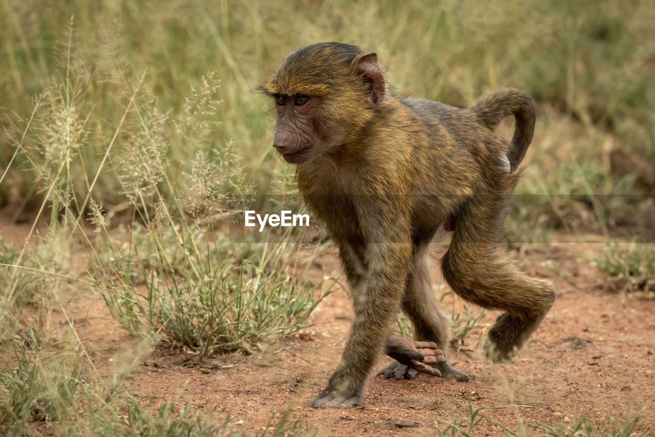 Side view of monkey walking on land
