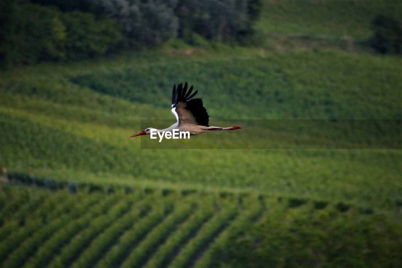 VIEW OF BIRD FLYING OVER FIELD