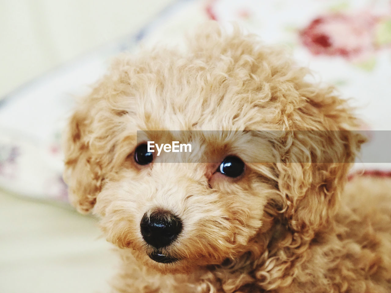 Portrait of toy poodle puppy