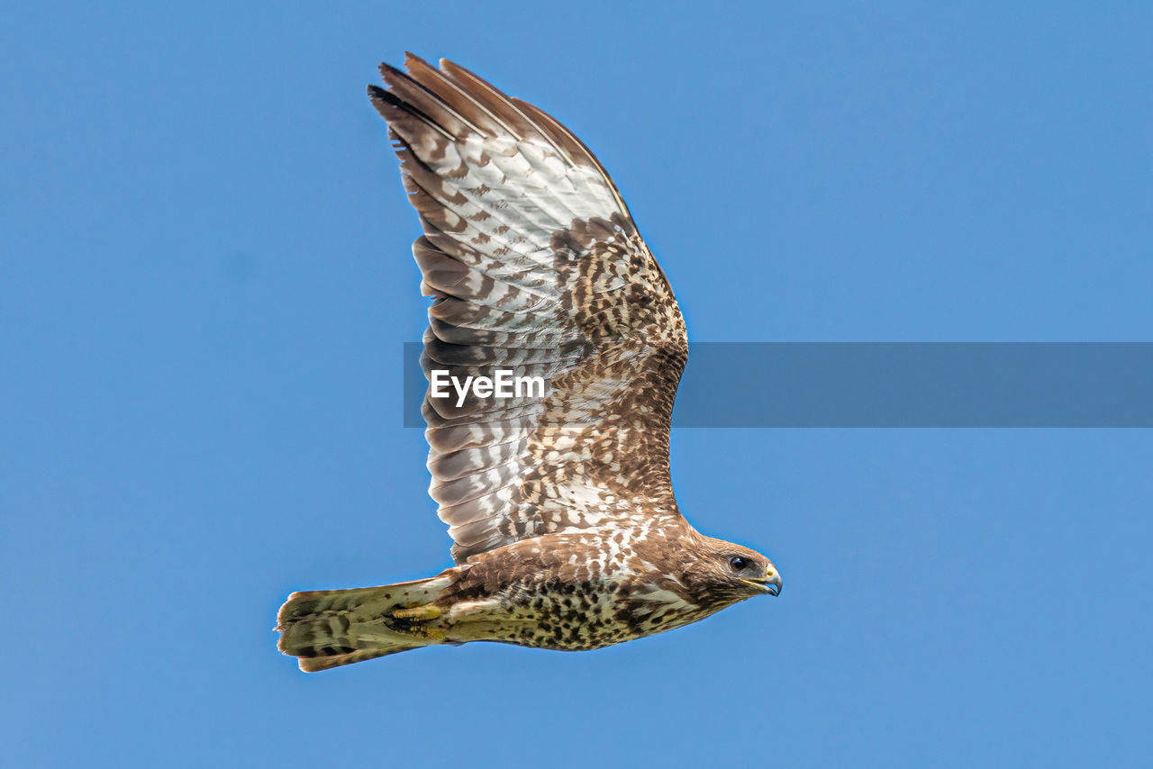 Low angle view of eagle flying against clear blue sky