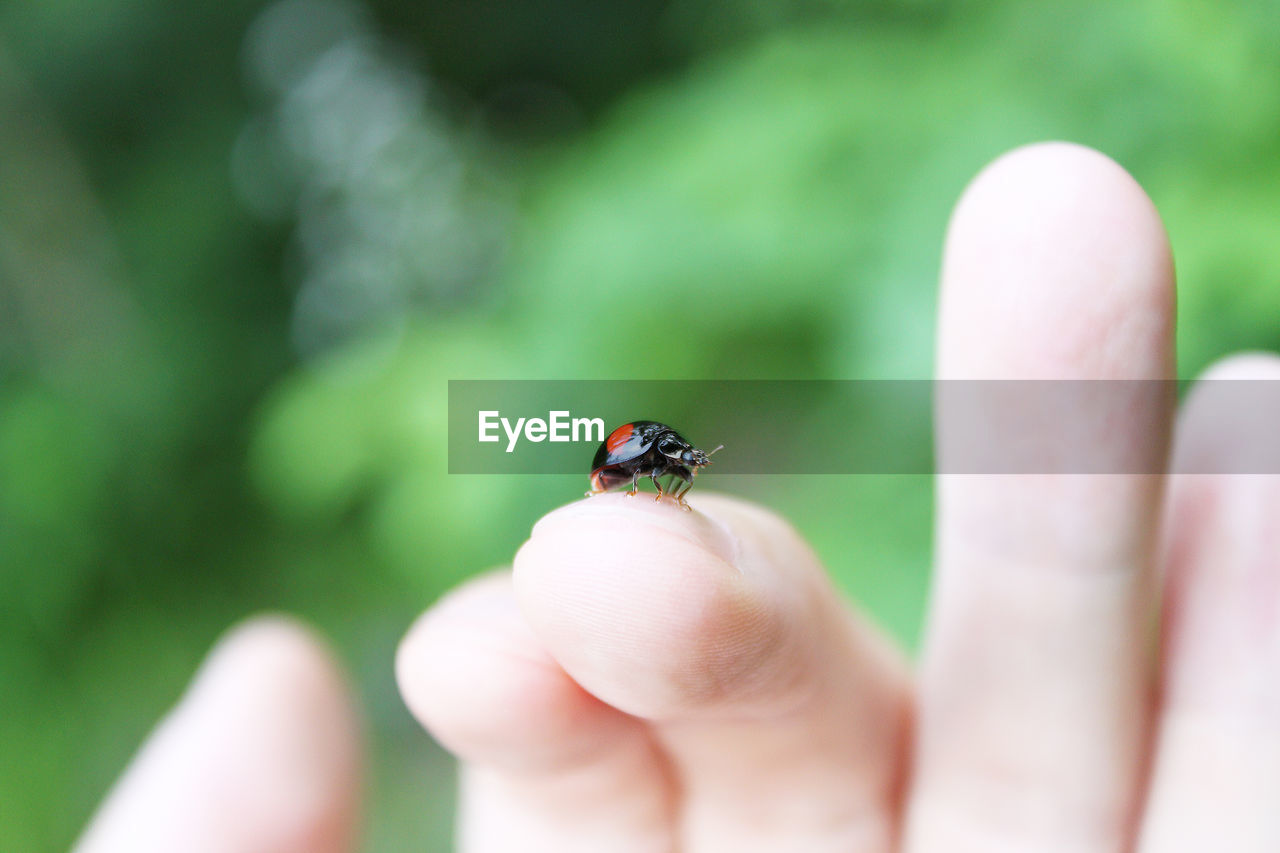 CLOSE-UP OF LADYBUG ON FINGER