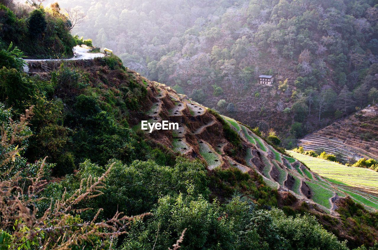 High angle view of terraced rice fields