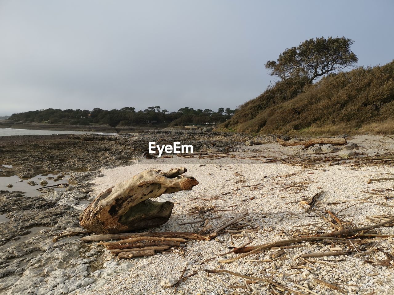 VIEW OF DRIFTWOOD ON SHORE