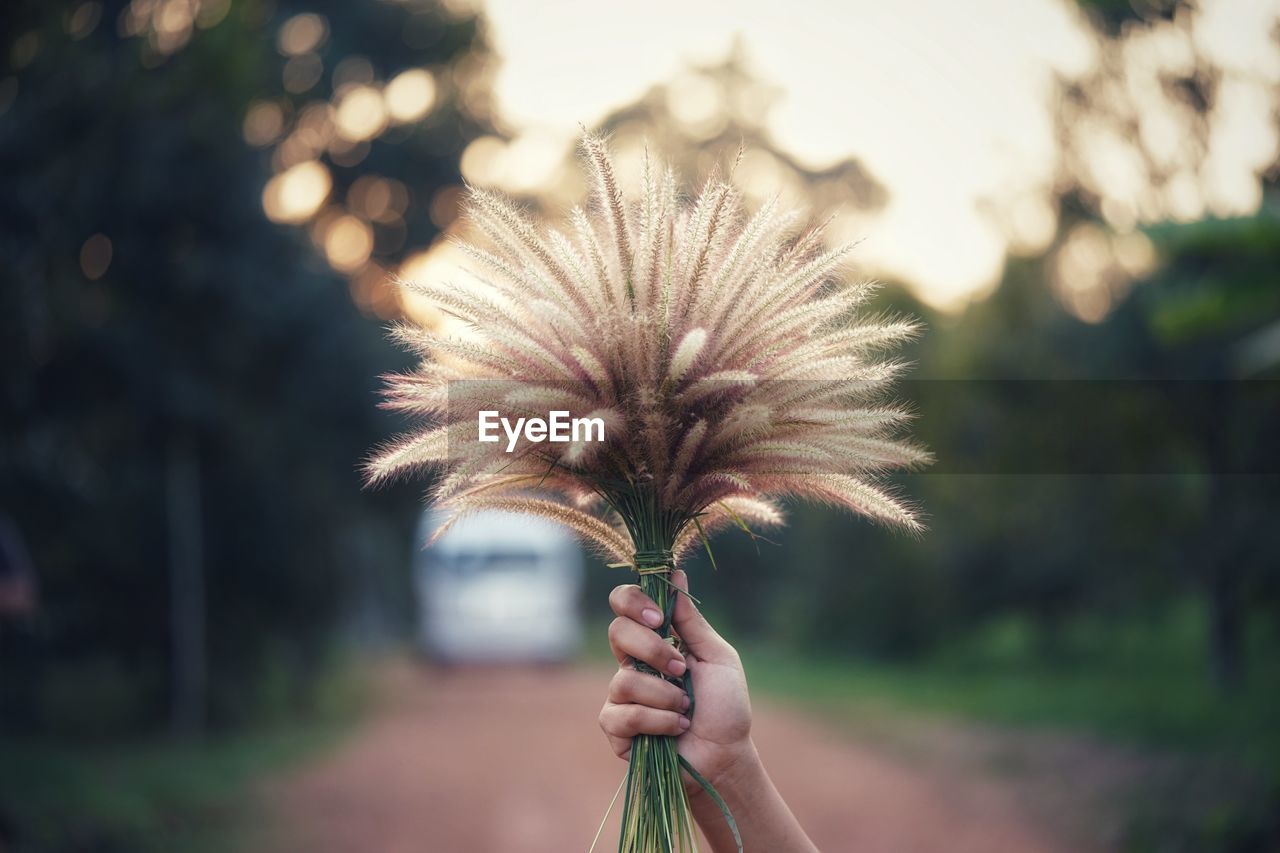 Close-up of person holding plant outdoors