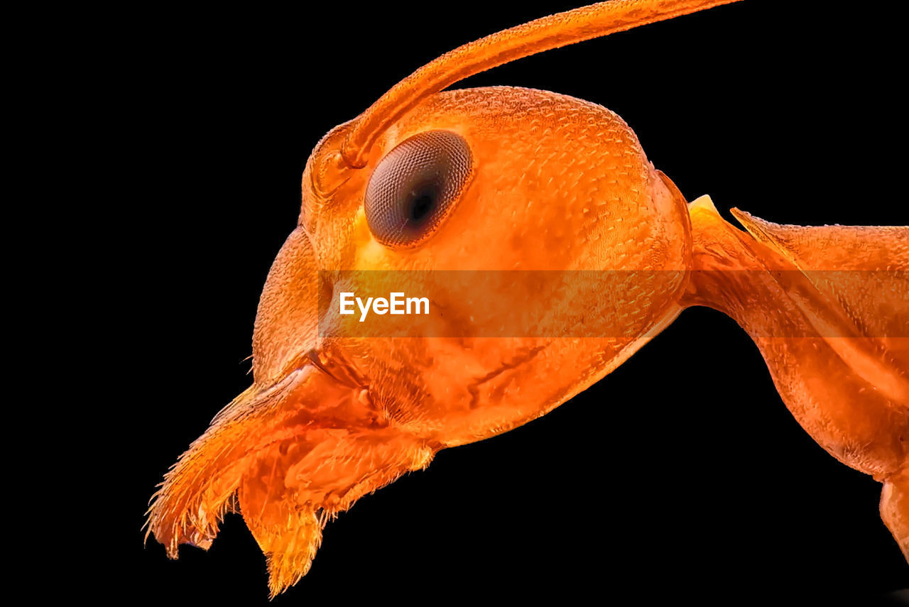 CLOSE-UP OF ORANGE UNDERWATER