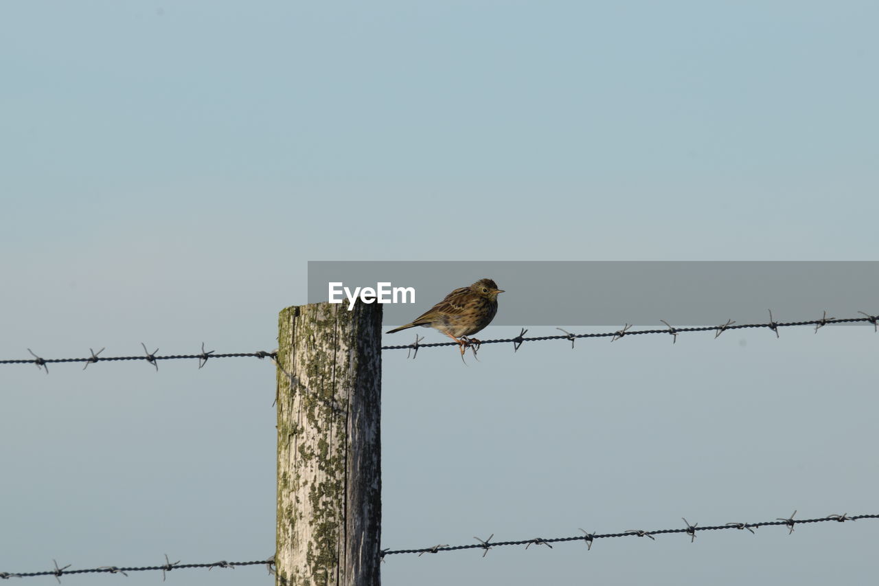 LOW ANGLE VIEW OF BIRD PERCHING ON WOODEN POST