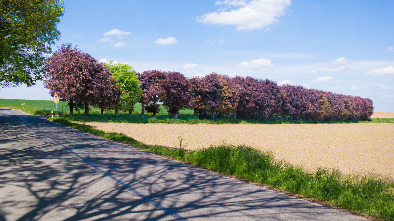 Shadow of trees on road by field against sky on sunny day