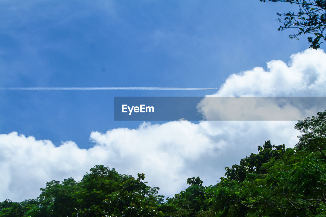 sky, cloud, tree, plant, nature, beauty in nature, sunlight, blue, no people, environment, outdoors, low angle view, day, green, forest, scenics - nature, travel, tranquility