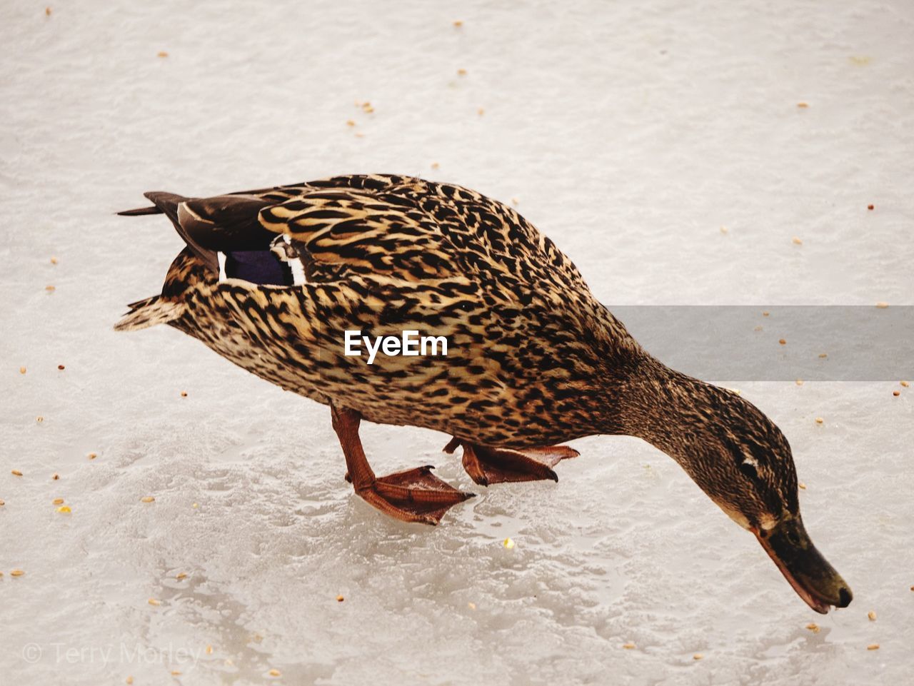 HIGH ANGLE VIEW OF BIRD ON LAND