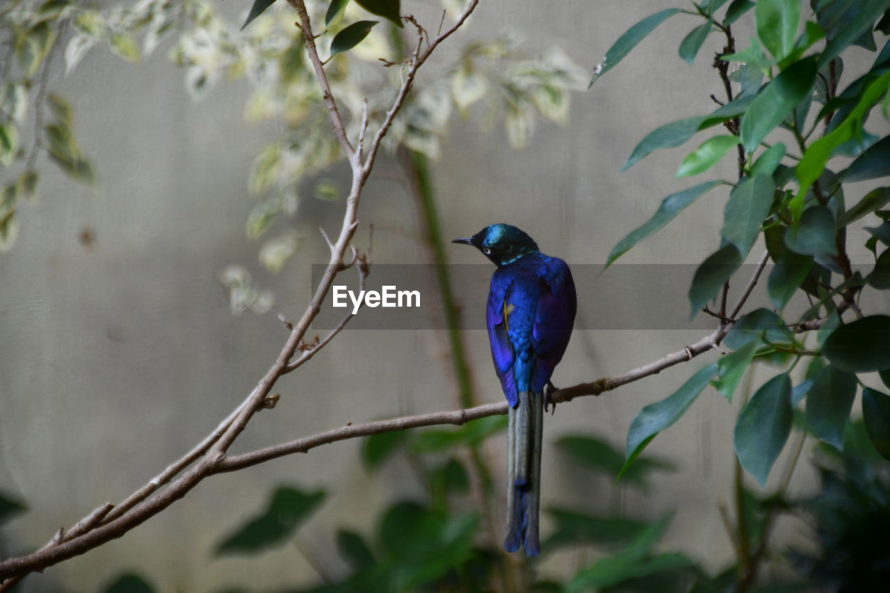 BIRD PERCHING ON TREE