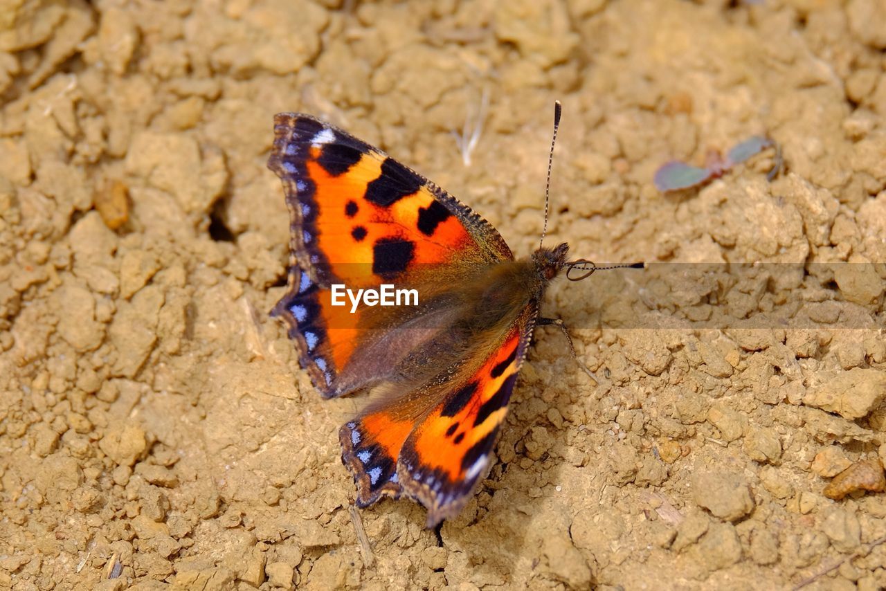 High angle view of orange butterfly on rock