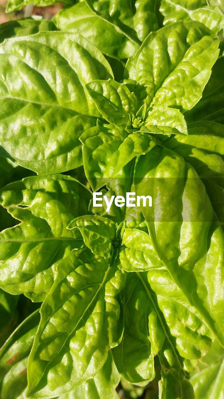 Full frame shot of green leaves