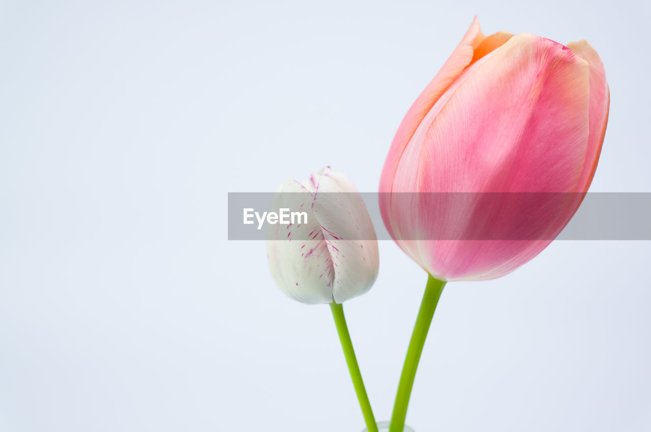 Close-up of pink tulip flower against white background