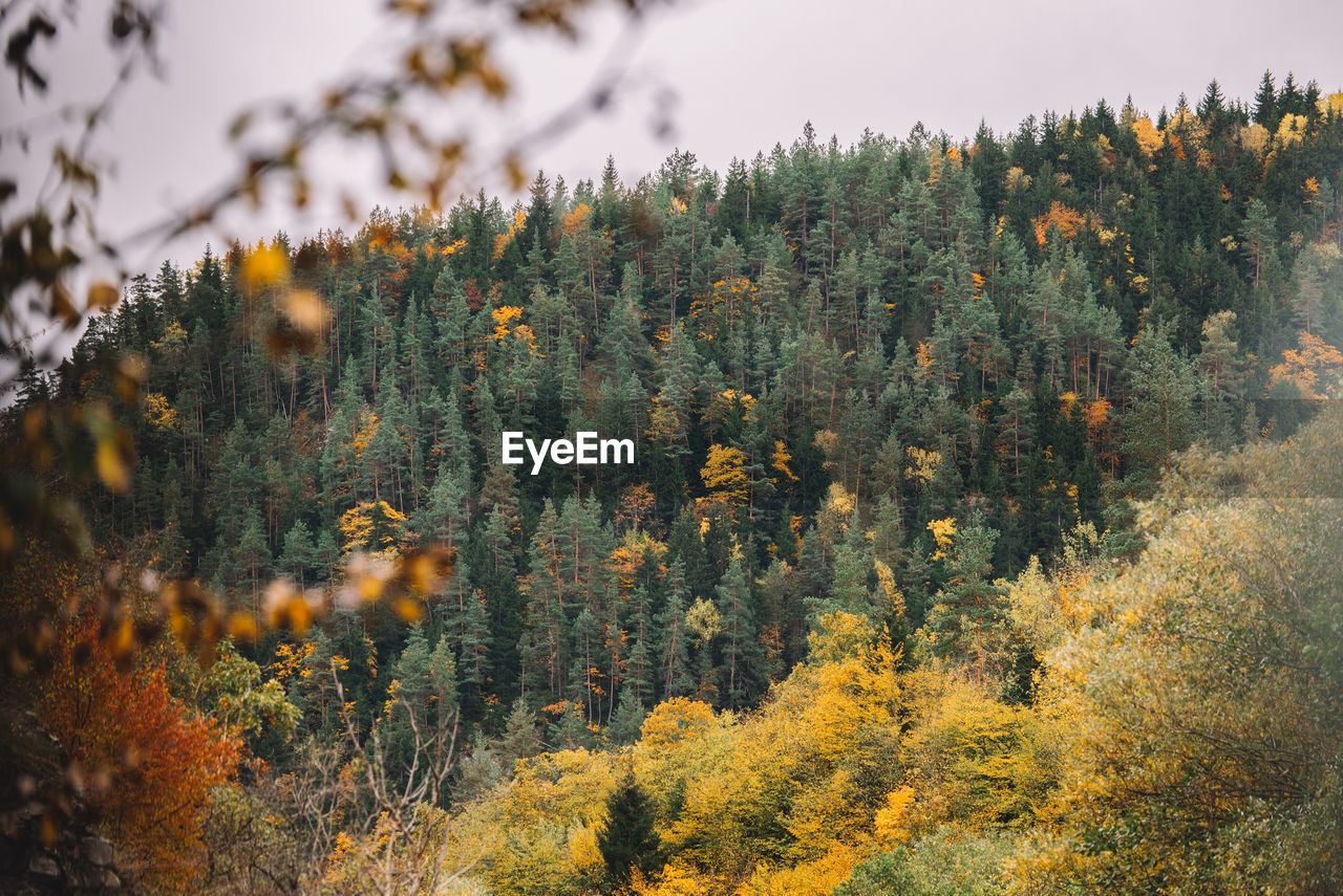 CLOSE-UP OF AUTUMN TREE