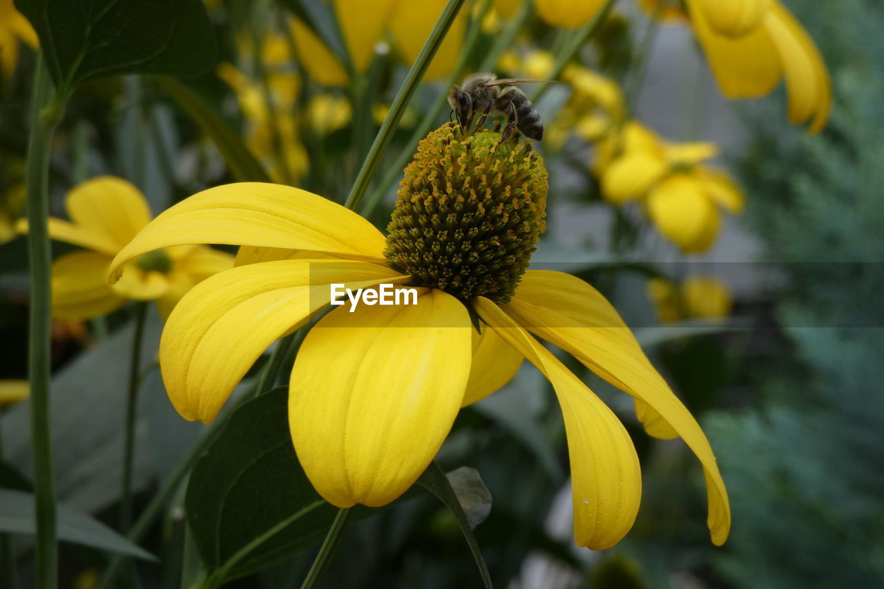 Close-up of yellow flowering plant